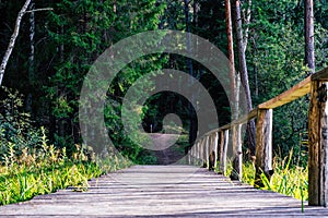 View of the Forest Road, heading deeper in the Woods