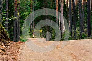 View of the Forest Road, heading deeper in the Woods