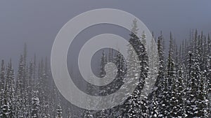 View of forest of snow-covered trees vanishing in thick mist on Edith Cavell Meadows Trail in Jasper National Park, Canada.
