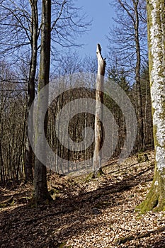 View in a forest in spring