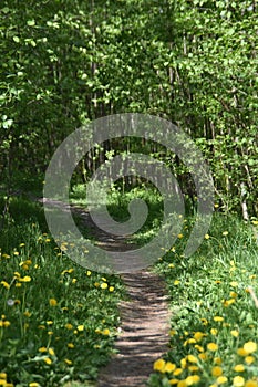 A Lovely Footpath In A Forest photo