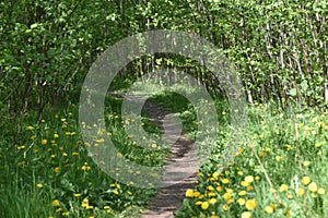 A Lovely Footpath In A Forest photo