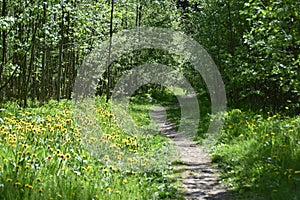 A Lovely Footpath In A Forest photo