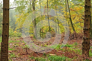 Swathe of felled trees in forest photo