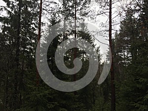 A view of a forest in the winter photo