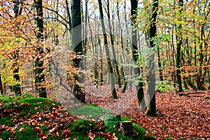 view of a forest with young trees in colorful autumn tones and red-brown leaves on the ground