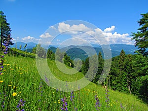 View of a forested hilly landscape of prealpine Slovenia