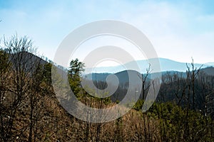 View of a forested mountain range surrounded by lush trees and foliage