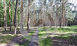 A view of forestland with multiple trees