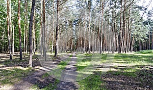 A view of forestland with multiple trees photo