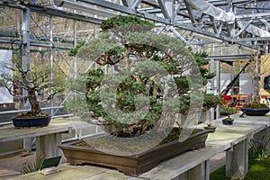 view of a Formosa Juniper in a botanic garden