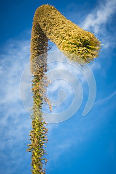View on a foxtail agave flower, or latin name Agave attenuata. Also called lion\'s tale or swan\'s neck agave