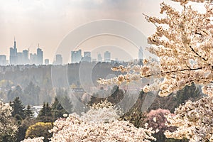 view on frankfurt skyline with White Cherry blossoms in Hesse, Germany, Europe