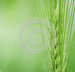 View on fresh ears of young green wheat and on nature in spring summer field close-up.