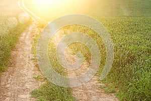 view of fresh grass and road in the field. freedom and renewal concept.