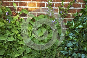 View of fresh parsley, thyme, coriander and basil growing in a vegetable garden at home. Texture detail of vibrant and
