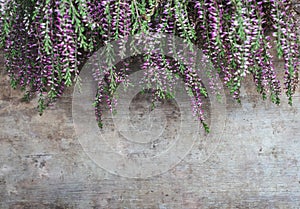 View of fresh purple Calluna vulgaris flowers on wooden background