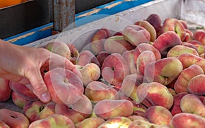 View on fresh ripe juicy saturn peach from the farmers market