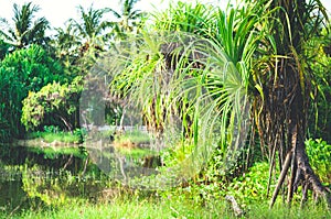 View of freshwater lake on Maldives. Secluded area in the jungle.