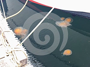 A view of fried egg jellyfish or Phacellophora camtschatica from out of water, floating just below the surface, in saanich inlet