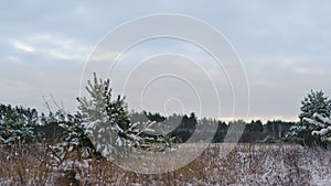 View frozen snowy meadow in front winter forest. Snow covered fir trees growing.