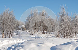 View of the frozen trees forest in winter