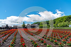 View of full bloom colorful multiple kind of flowers