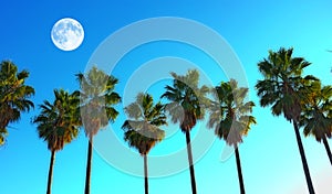 View of a full moon above a row of palm trees with copyspace. Holiday and vacation destination with a view of coconut