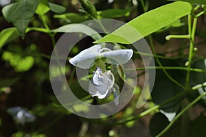View of a fully bloomed winged bean flower with the visible Pistil and stamen