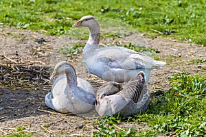 A view of a gaggle of geese in a paddock near Melton Mowbray