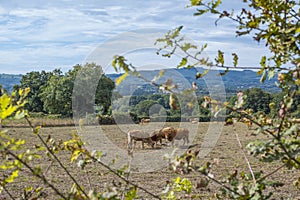 View on Galician meadow farmland with cows