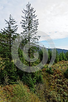 View of Galloway Forest Park - Dumfries and Galloway - Scotland