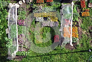 View of the garden with flowers from above.