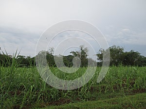 View of the garden forest and rice fields on the outskirts of the city and villages