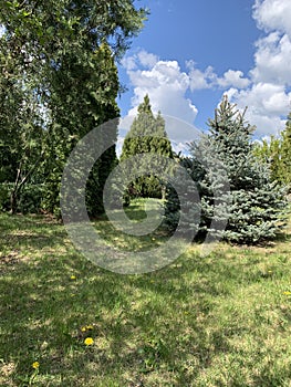 View of the garden, green trees and bushes at noon summer