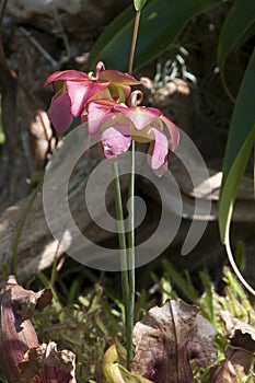 View of garden with pink flowers of a sarracenia plant