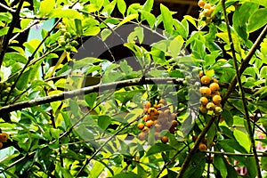 View of a garden with plants and green leaves wet from the rain. Beautiful and preserved nature