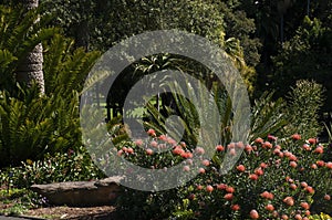 View of garden with red flowering leucospermum x cuneiforme `rigoletto` and cycads photo