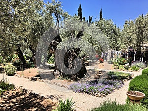 A view of the Gardens of Gethsemane