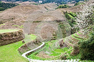 view of gardens near Dazhai village in country