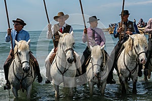 Gardians and camargue horses in the sea