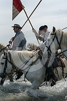 Gardians and camargue horses in the sea