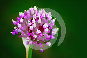 View of garlic flower. Trendy toning