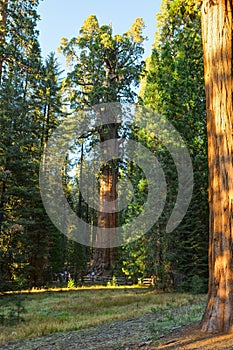 A view of the General Sherman - giant sequoia Sequoiadendron giganteum in the Giant Forest of Sequoia National Park, Tulare Co photo