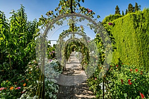 View of the Generalife gardens in Alhambra photo