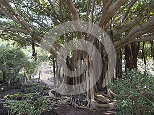 View of giant Ficus socotrana with vertical roots in botanical garden, Jardin Botanico Canario Viera y Clavijo, Tafira