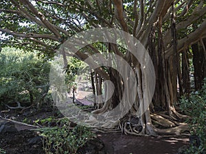 View of giant Ficus socotrana with vertical roots in botanical garden, Jardin Botanico Canario Viera y Clavijo, Tafira