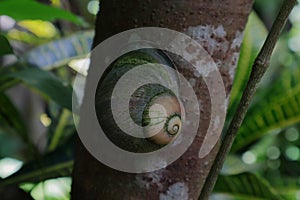 View of a Giant land snail (Acavus Phoenix) ,the land snail is stick on a trunk