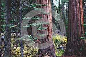 View of giant redwood sequoia trees in Mariposa Grove of Yosemite National Park, Sierra Nevada, Wawona, California, United States photo