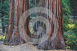 View of giant redwood sequoia trees in Mariposa Grove of Yosemite National Park, Sierra Nevada, Wawona, California, United States photo
